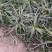 大量出售工程绿化苗地被植物金边麦冬需要可联系