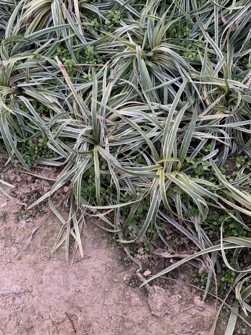 大量出售工程绿化苗地被植物金边麦冬需要可联系