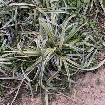 大量出售工程绿化苗地被植物金边麦冬需要可联系