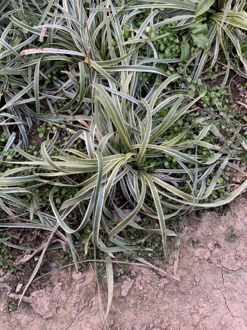 大量出售工程绿化苗地被植物金边麦冬需要可联系