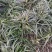 大量出售工程绿化苗地被植物金边麦冬需要可联系