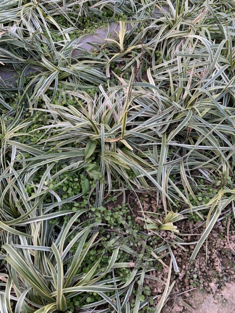 大量出售工程绿化苗地被植物金边麦冬需要可联系