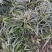大量出售工程绿化苗地被植物金边麦冬需要可联系