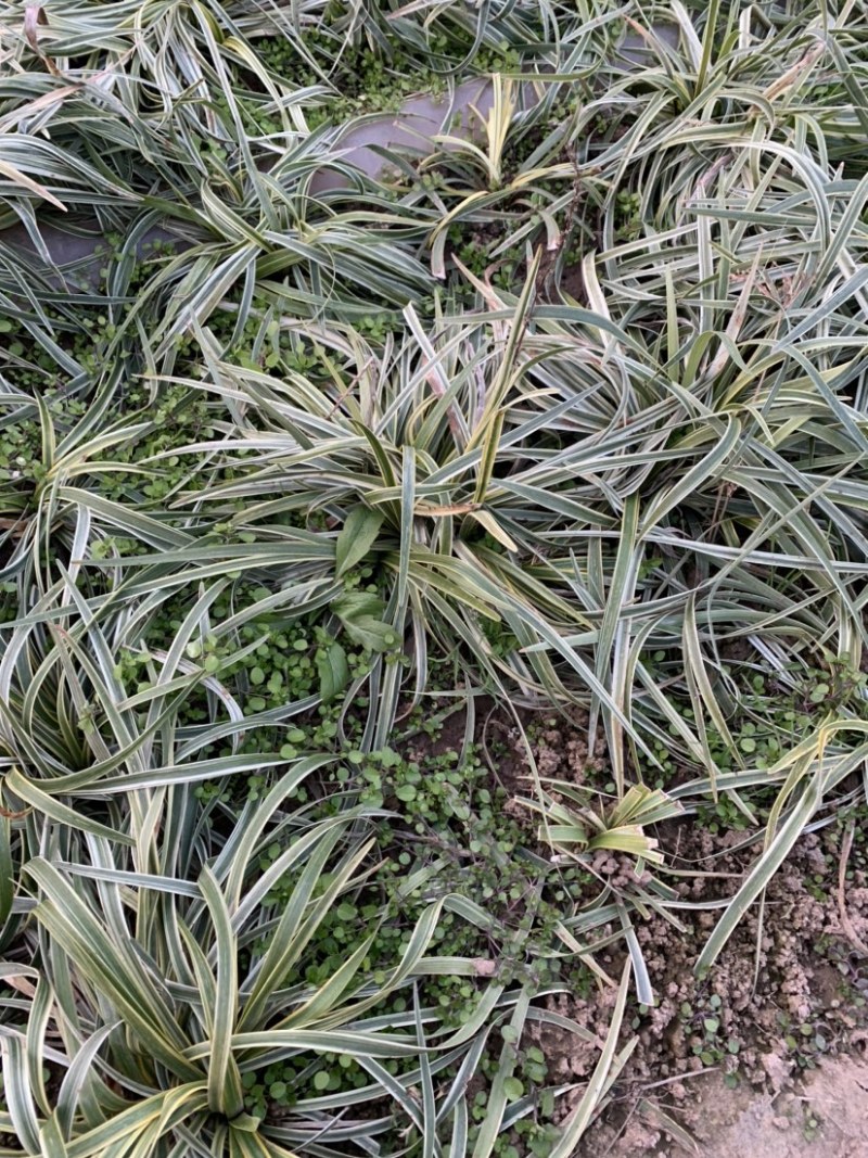 大量出售工程绿化苗地被植物金边麦冬需要可联系