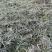 大量出售工程绿化苗地被植物金边麦冬需要可联系