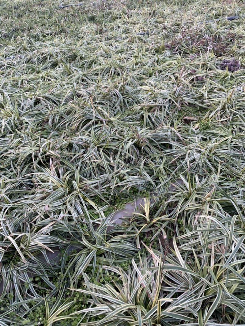 大量出售工程绿化苗地被植物金边麦冬需要可联系