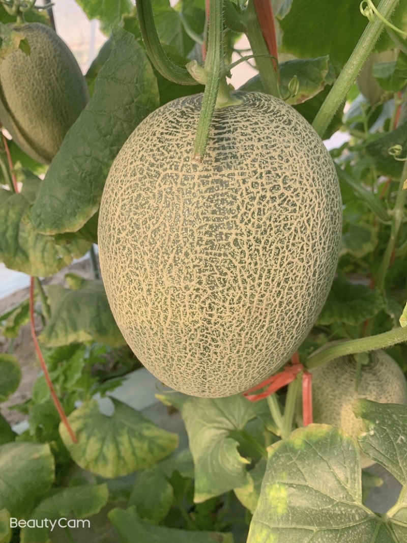 海南哈密瓜，小密瓜，晓蜜25.小蜜25.大量上市，