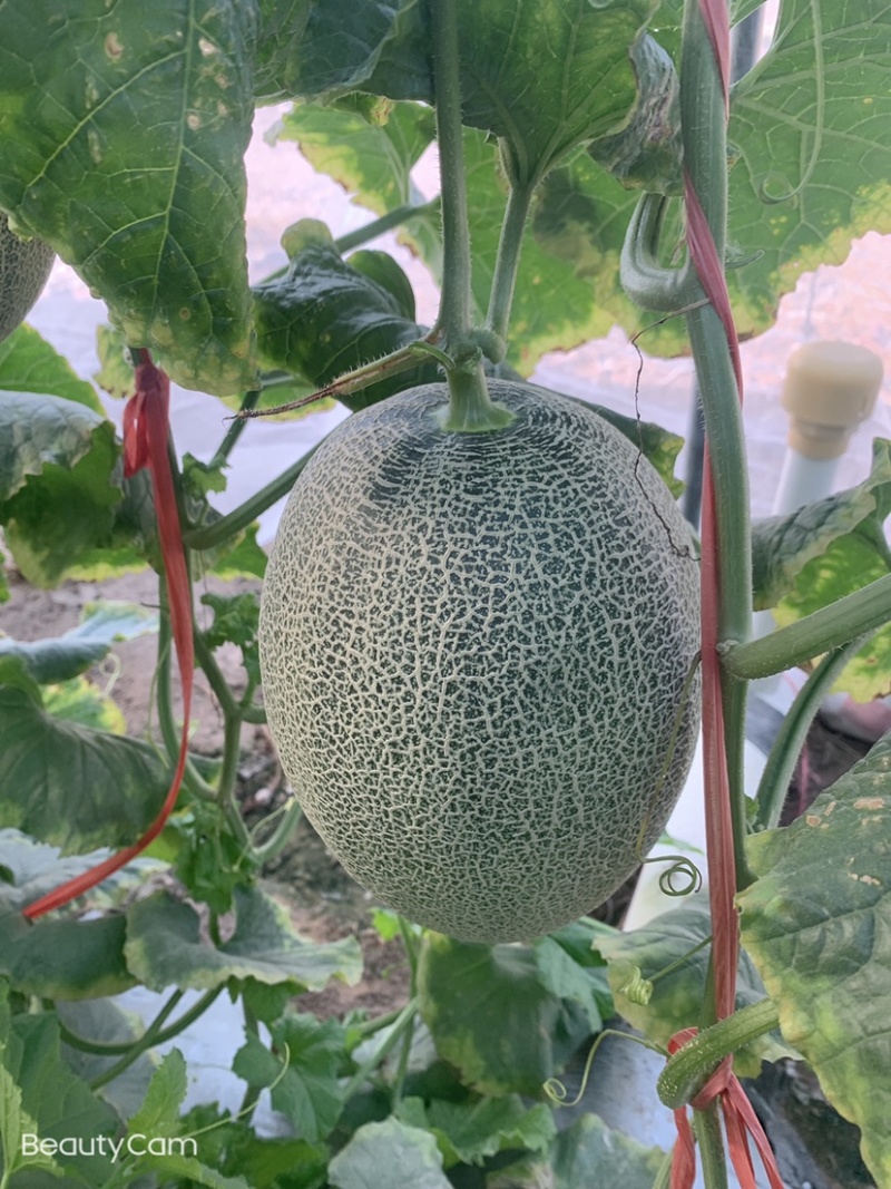 海南哈密瓜，小密瓜，晓蜜25.小蜜25.大量上市，