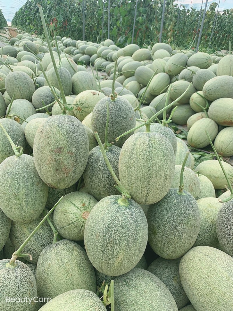 海南哈密瓜，小密瓜，晓蜜25.小蜜25.大量上市，