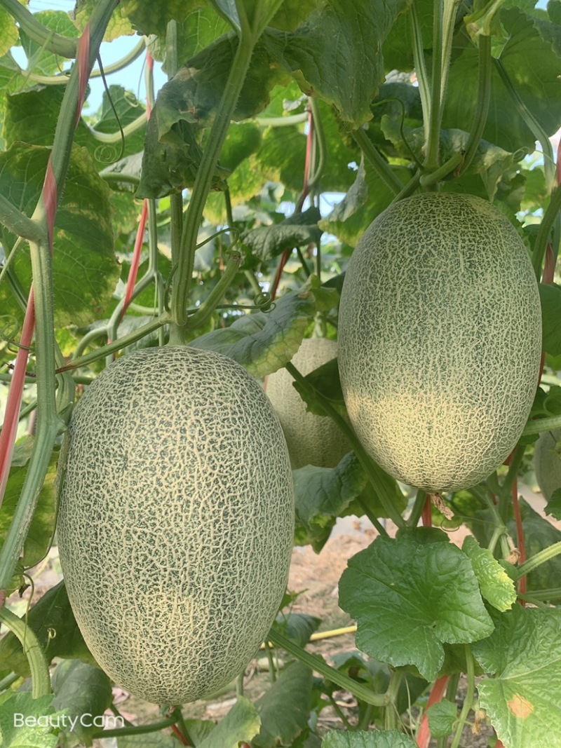 海南哈密瓜，小密瓜，晓蜜25.小蜜25.大量上市，