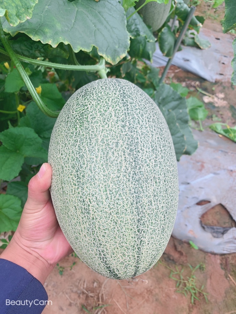 海南哈密瓜，小密瓜，晓蜜25.小蜜25.大量上市，