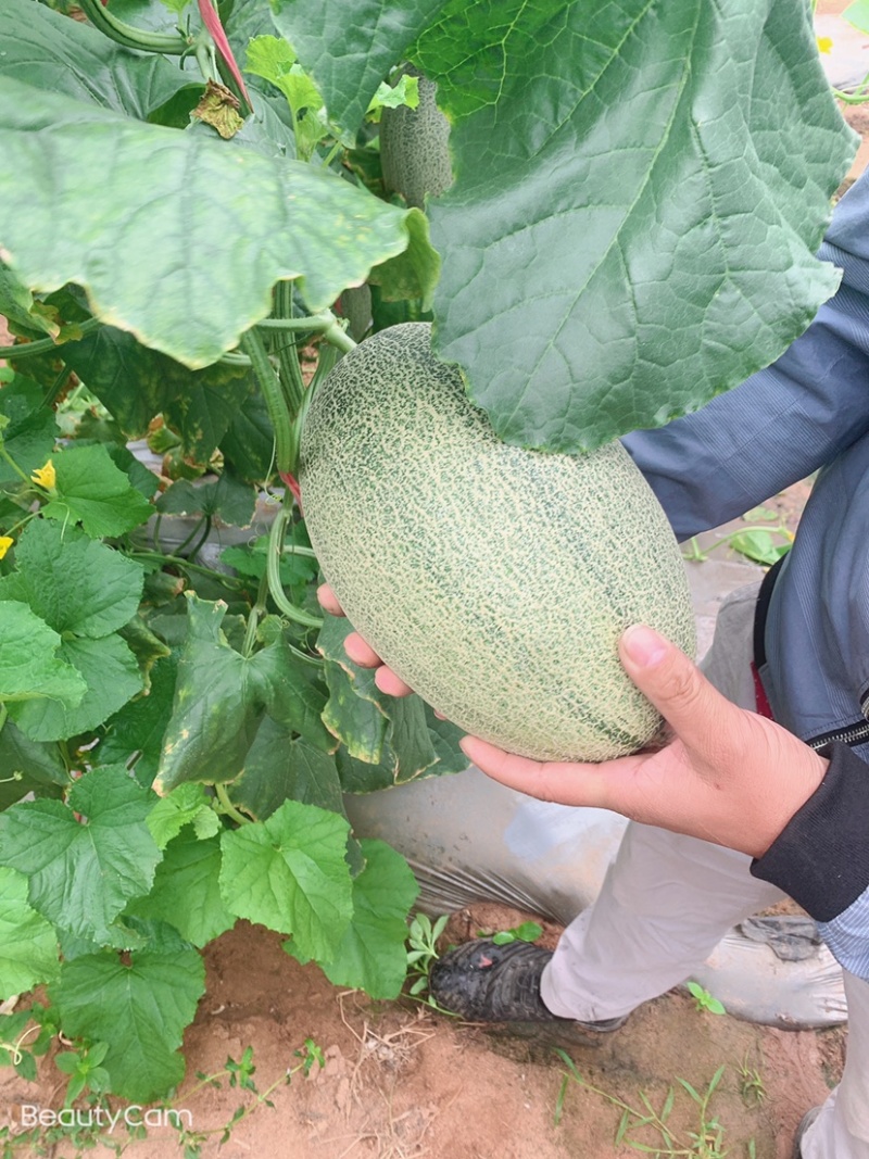 海南哈密瓜，小密瓜，晓蜜25.小蜜25.大量上市，