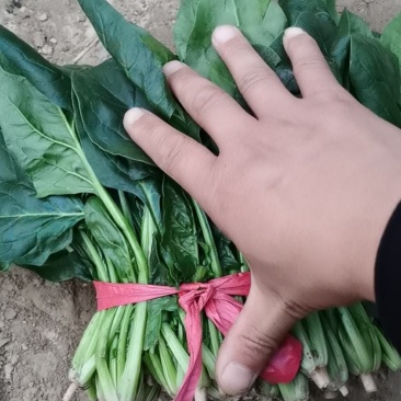 大量精品菠菜上市，本公司常年购销叶菜。。。