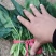 大量精品菠菜上市，本公司常年购销叶菜。。。