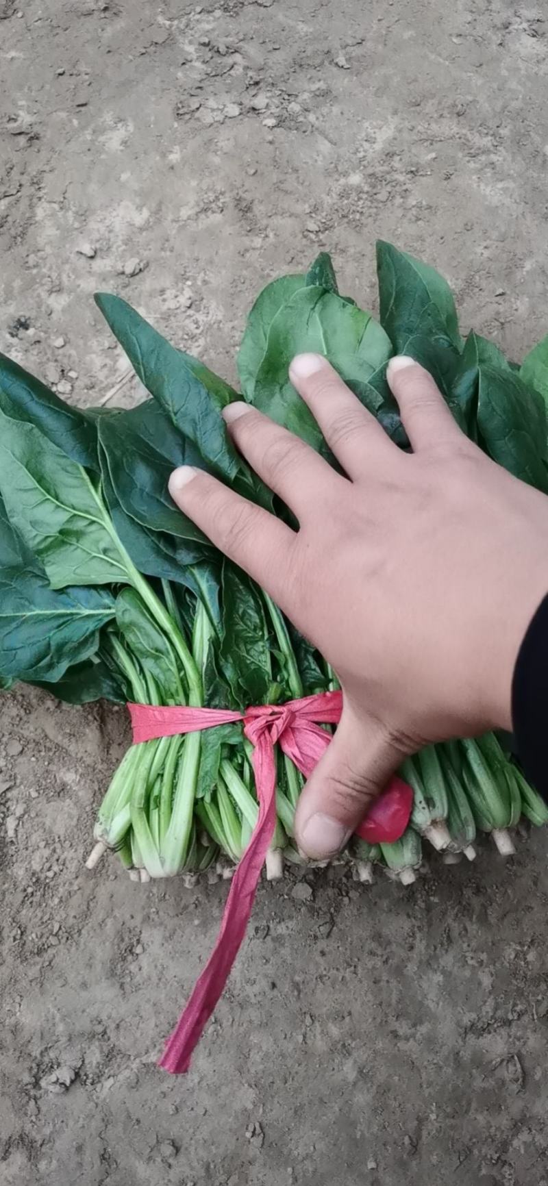 大量精品菠菜上市，本公司常年购销叶菜。。。