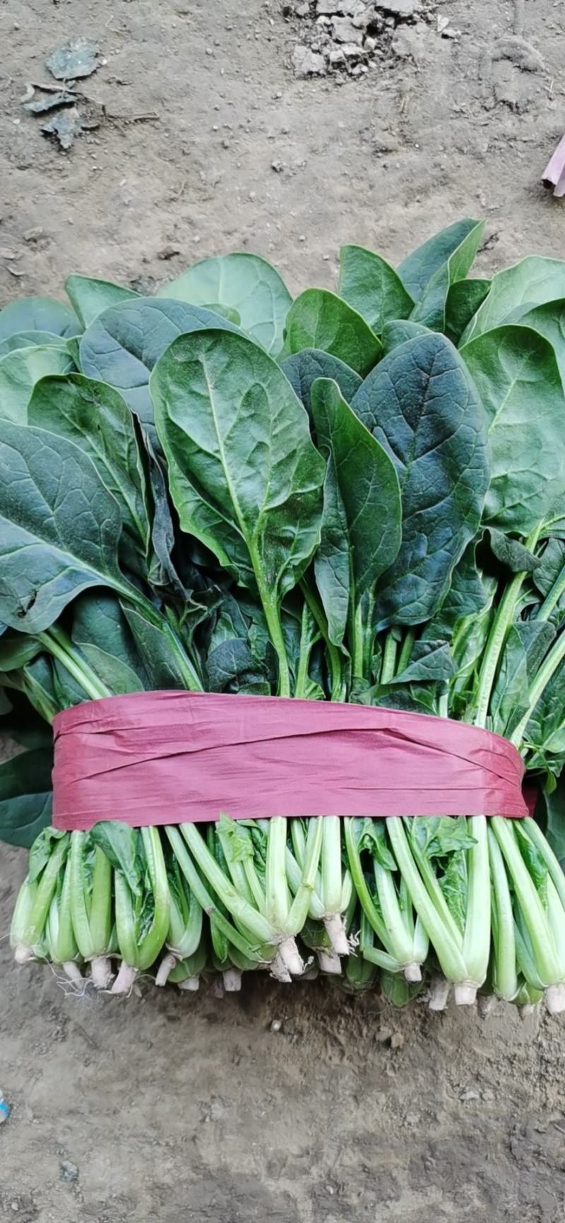 大量精品菠菜上市，本公司常年购销叶菜。。。
