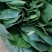 大量精品菠菜上市，本公司常年购销叶菜。。。