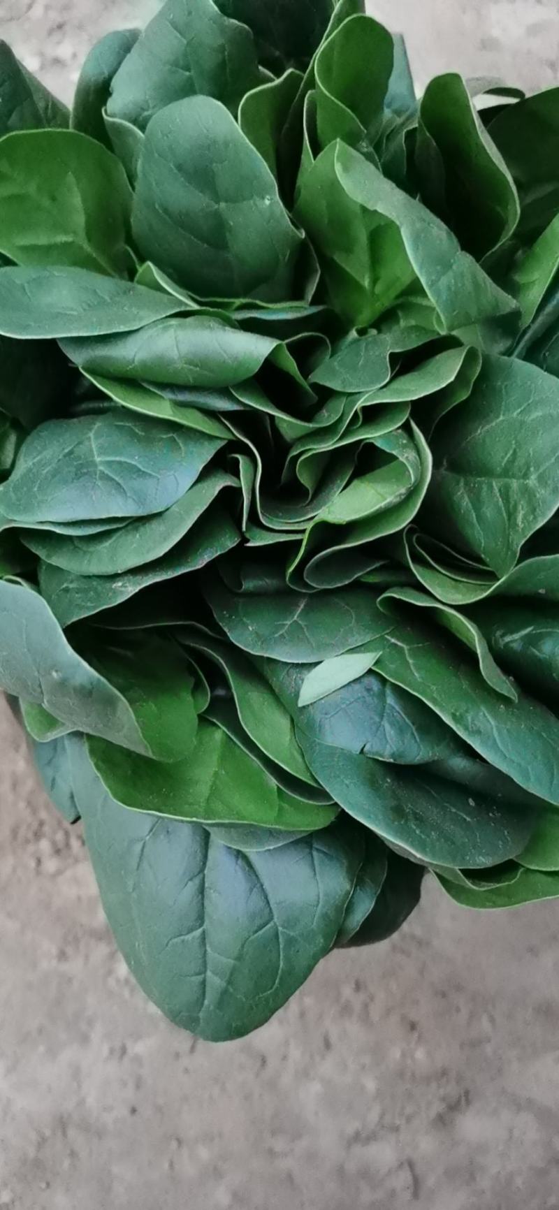 大量精品菠菜上市，本公司常年购销叶菜。。。