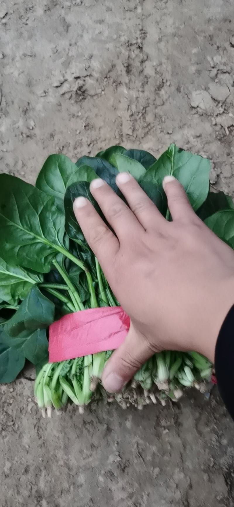 大量精品菠菜上市，本公司常年购销叶菜。。。