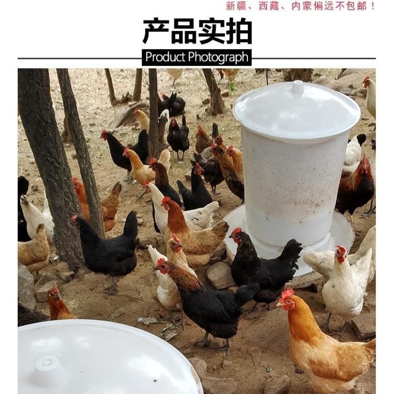 （包邮）2020新一代鸡鸭鹅家禽鸽子全自动投料机喂食器