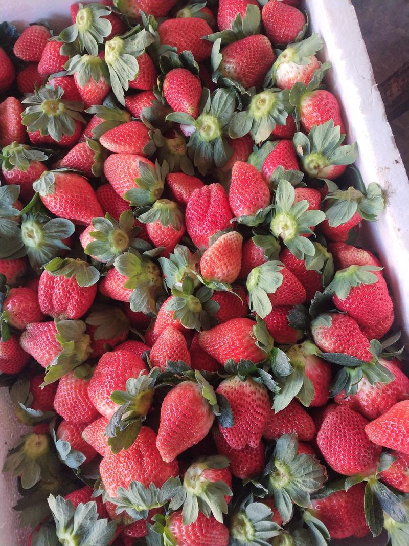 大凉山黔莓一号大量上市，产地一手货源，现摘现发，欢迎联系