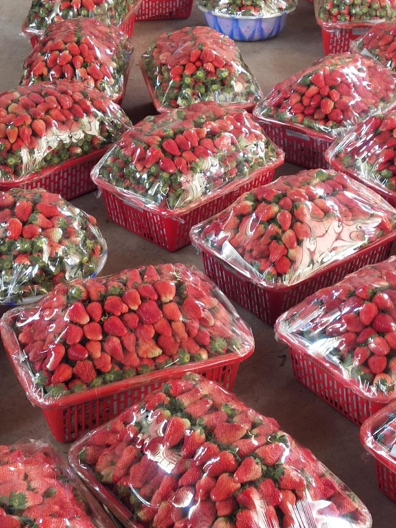 大凉山黔莓一号大量上市，产地一手货源，现摘现发，欢迎联系