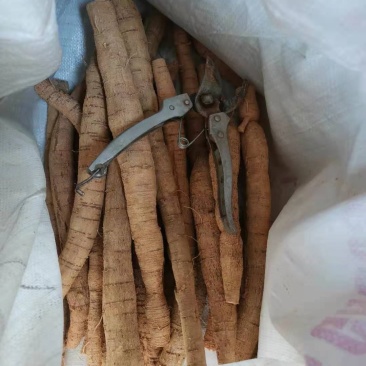中大叶牛大力，各规格鲜货