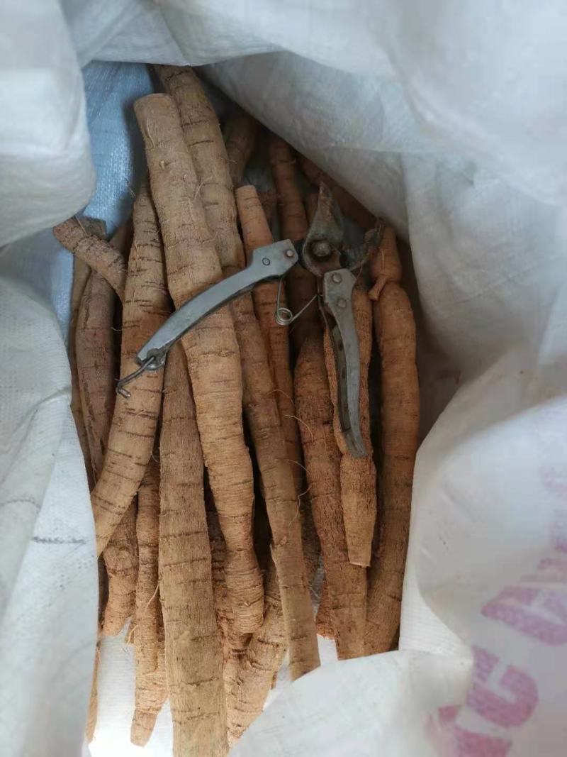 中大叶牛大力，各规格鲜货