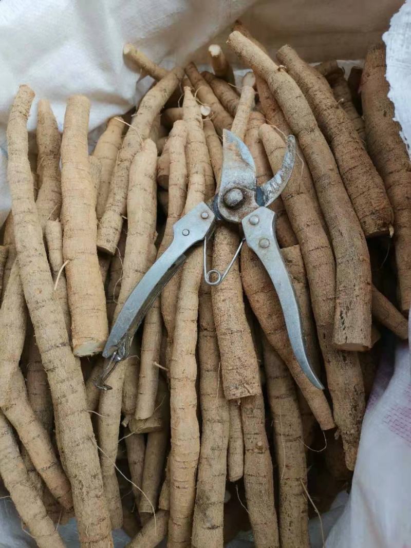中大叶牛大力，各规格鲜货