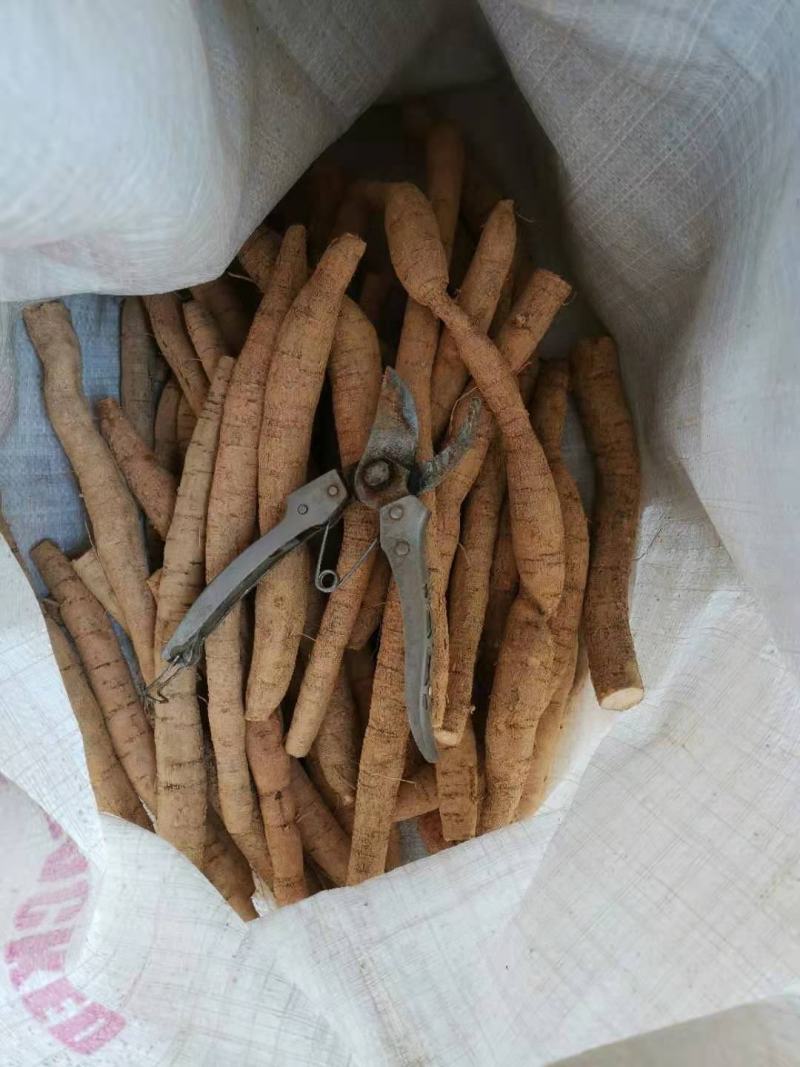 中大叶牛大力，各规格鲜货