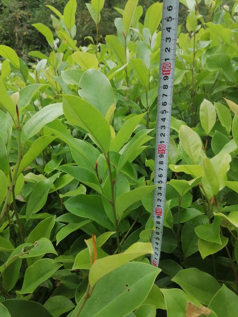 火力楠，也叫醉香含笑，裸根苗，袋苗都有货！