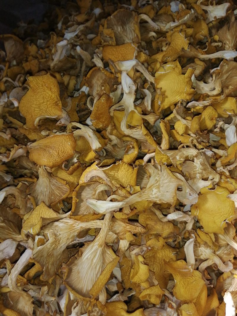 食用菌鸡油黄（榆黄磨）干货，柴烘干，现摘现烤