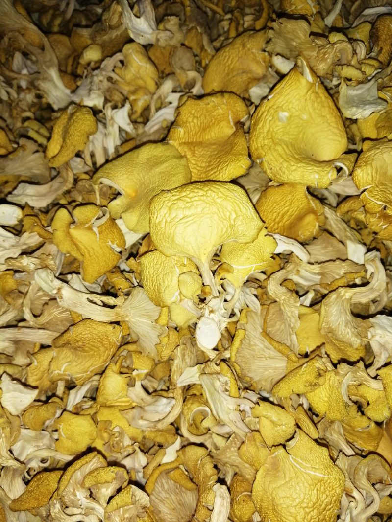 食用菌鸡油黄（榆黄磨）干货，柴烘干，现摘现烤