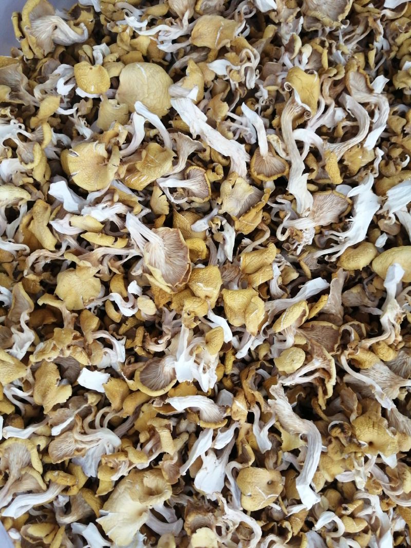 食用菌鸡油黄（榆黄磨）干货，柴烘干，现摘现烤
