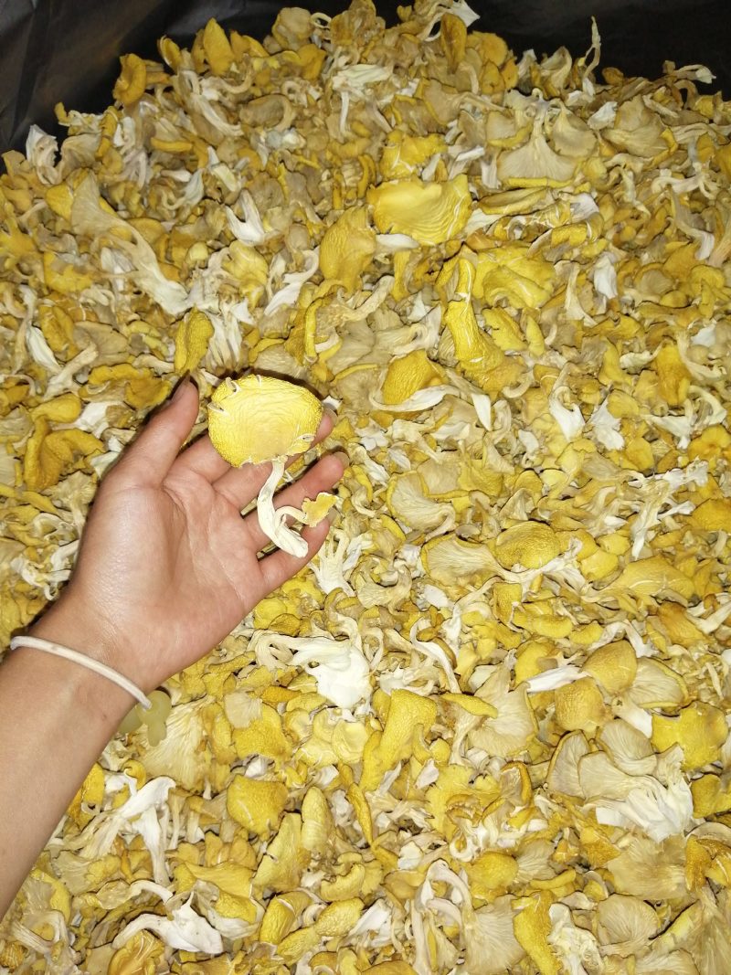 食用菌鸡油黄（榆黄磨）干货，柴烘干，现摘现烤