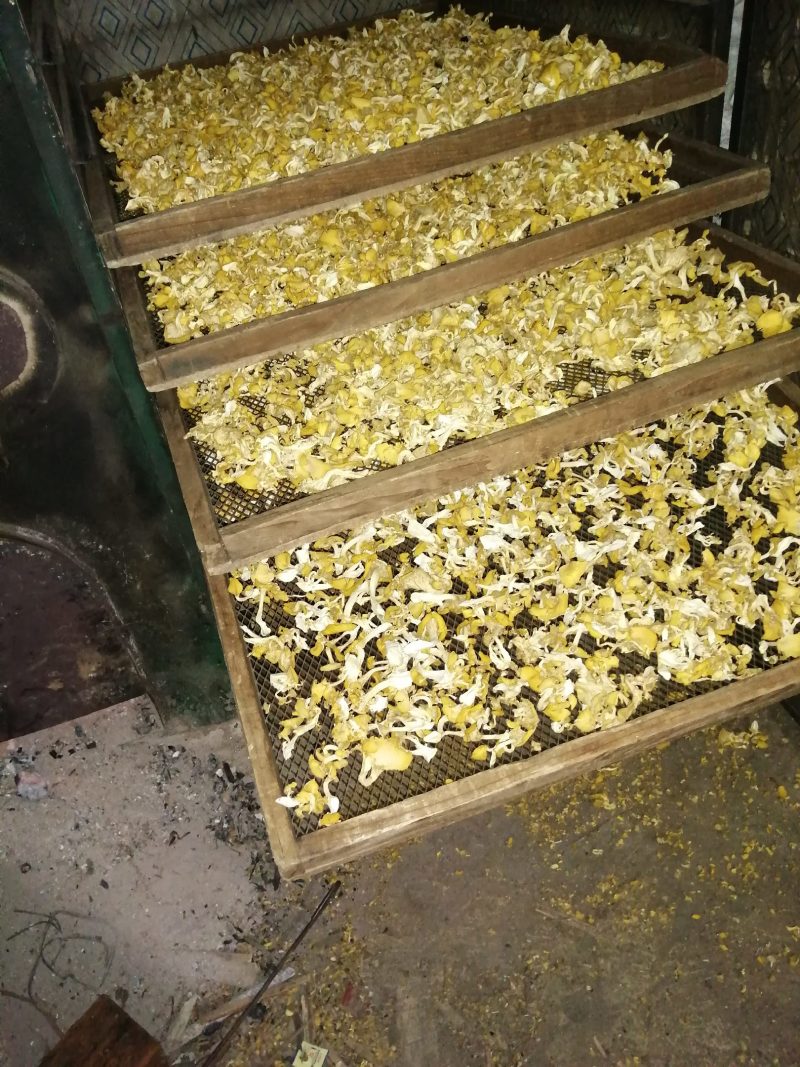 食用菌鸡油黄（榆黄磨）干货，柴烘干，现摘现烤