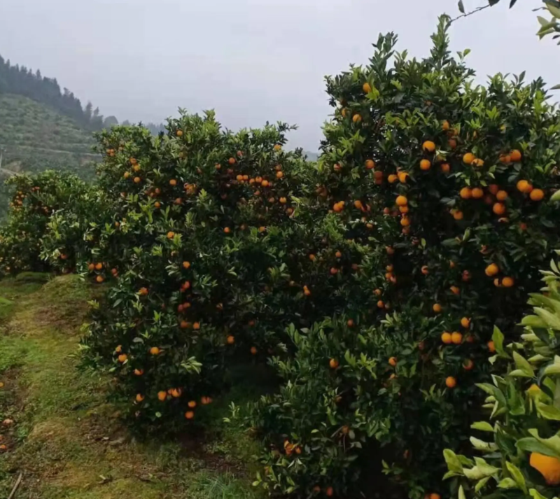 【热销】湖南冰糖橙橙子一件代发基地直供诚信卖货欢迎致