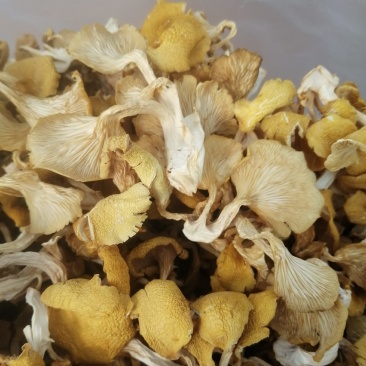 食用菌鸡油黄（榆黄磨）干货，柴烘干，现摘现烤