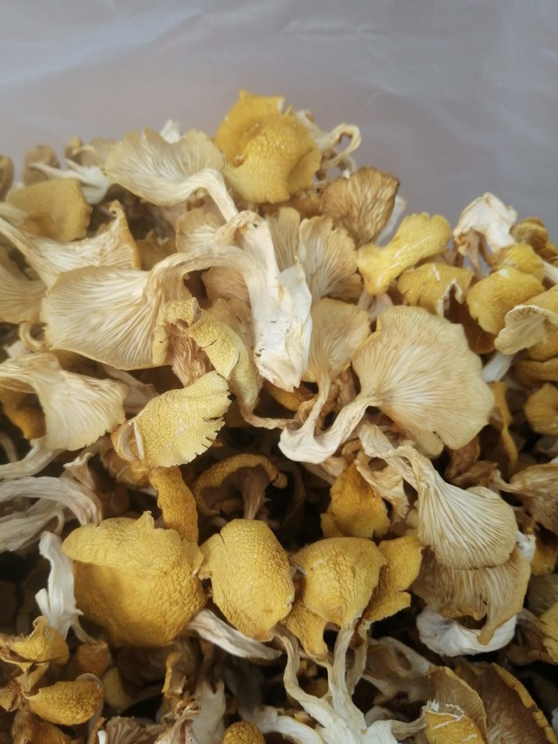 食用菌鸡油黄（榆黄磨）干货，柴烘干，现摘现烤