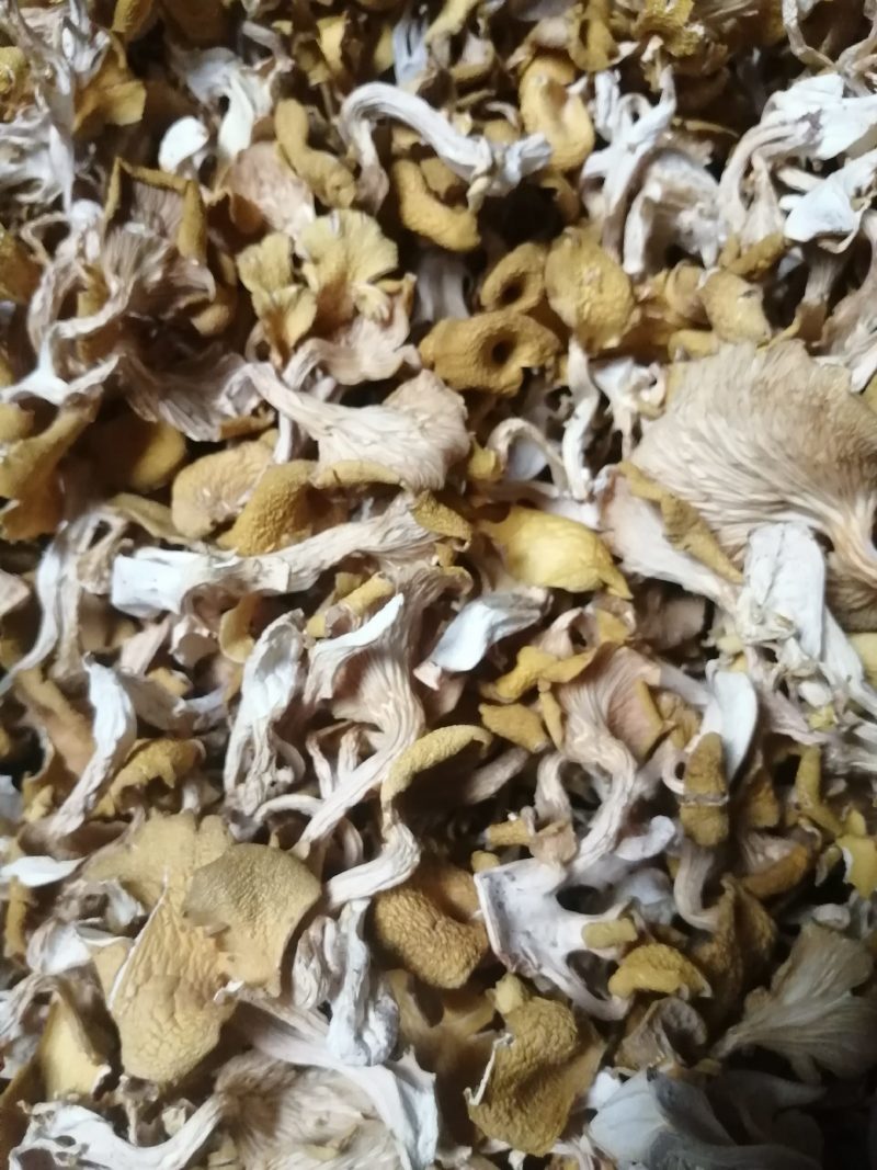食用菌鸡油黄（榆黄磨）干货，柴烘干，现摘现烤