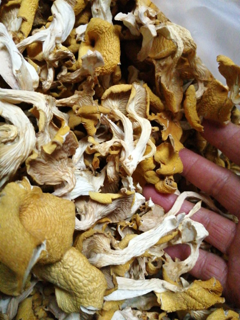 食用菌鸡油黄（榆黄磨）干货，柴烘干，现摘现烤