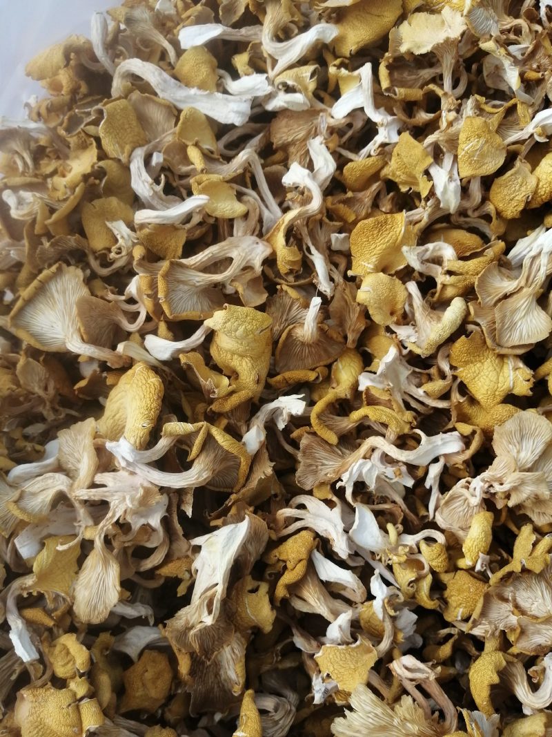 食用菌鸡油黄（榆黄磨）干货，柴烘干，现摘现烤