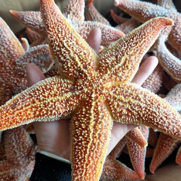 海星五角大海星可做药材煲汤即食满黄海星批发小孩老人爱吃