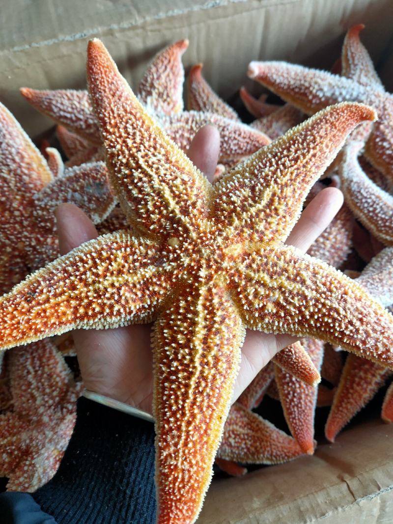 海星五角大海星可做药材煲汤即食满黄海星批发小孩老人爱吃