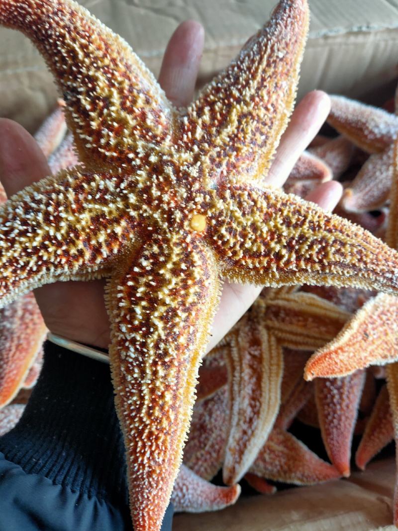 海星五角大海星可做药材煲汤即食满黄海星批发小孩老人爱吃