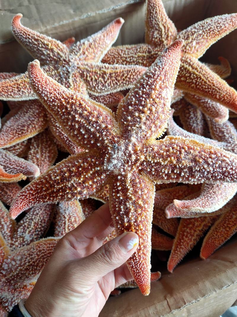 海星五角大海星可做药材煲汤即食满黄海星批发小孩老人爱吃