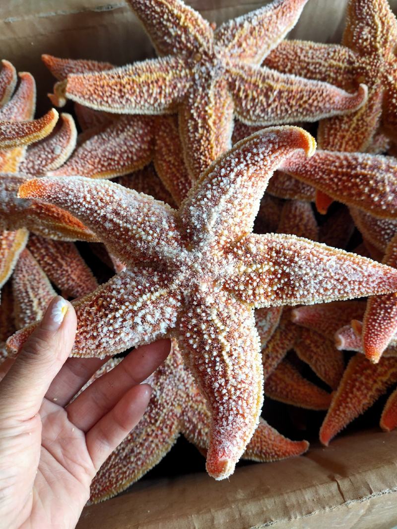 海星五角大海星可做药材煲汤即食满黄海星批发小孩老人爱吃