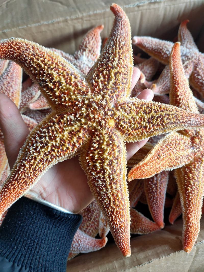 海星五角大海星可做药材煲汤即食满黄海星批发小孩老人爱吃