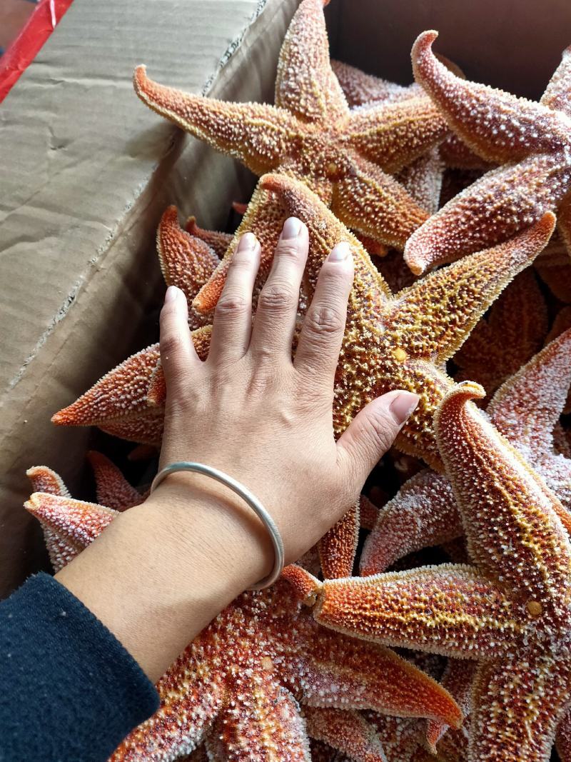海星五角大海星可做药材煲汤即食满黄海星批发小孩老人爱吃