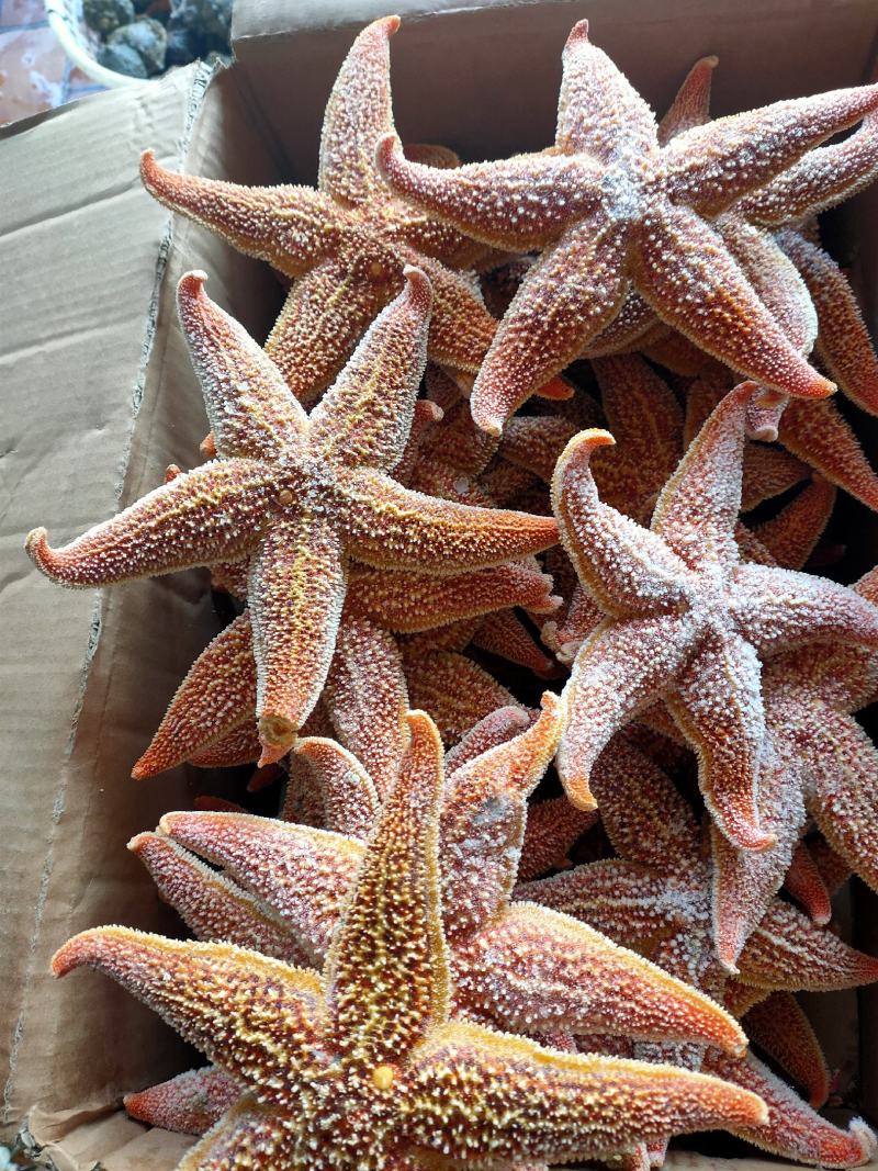 海星五角大海星可做药材煲汤即食满黄海星批发小孩老人爱吃